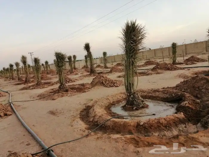 زراعة نخيل عربي وشنطني زراعة أشجار زرعة ثيل شبكت ري 0
