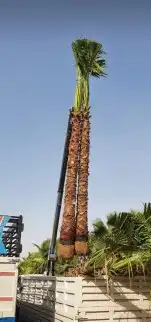 لقلع وترحيل وتوريد وخرس النخيل العربي والواشنطني واشجار 9