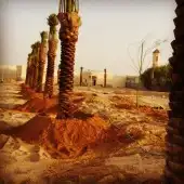 لقلع وترحيل وتوريد وخرس النخيل العربي والواشنطني واشجار 0