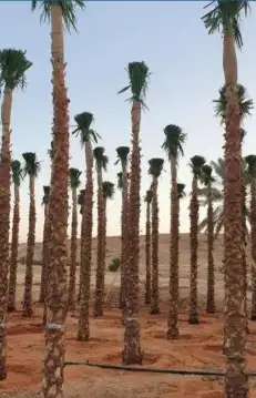 لقلع وترحيل وتوريد وخرس النخيل العربي والواشنطني واشجار 5