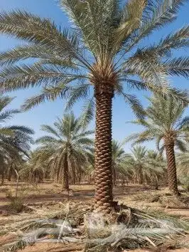 لقلع وترحيل وتوريد وخرس النخيل العربي والواشنطني واشجار 3