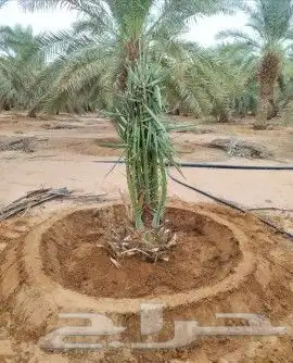 لقلع وترحيل وتوريد وخرس النخيل العربي والواشنطني واشجار 6