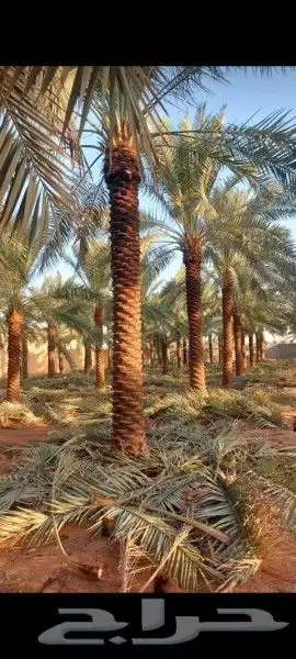 لقلع وترحيل وتوريد وخرس النخيل العربي والواشنطني واشجار 4