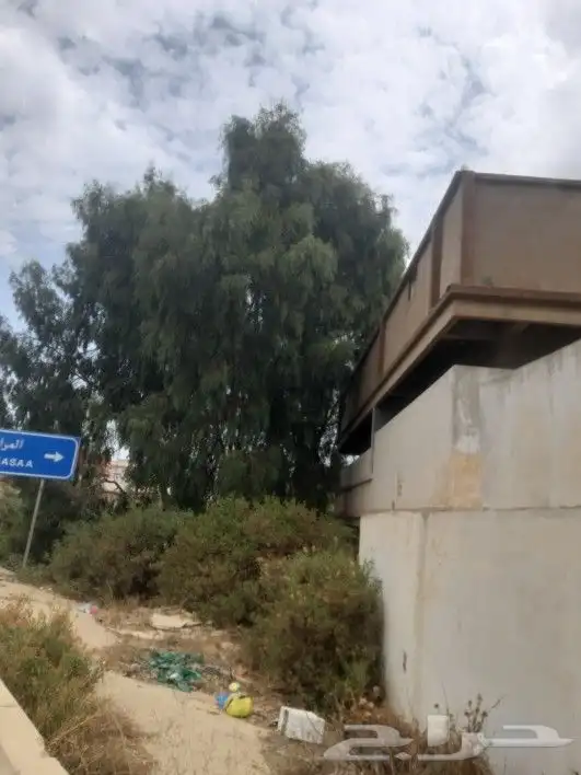 مطلوب قطع اشجار 1