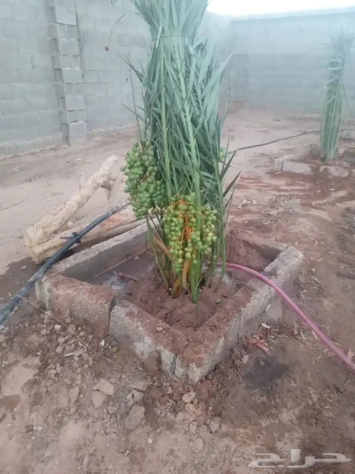 فسايل النخيل 8