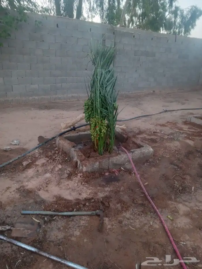 فسايل النخيل 2