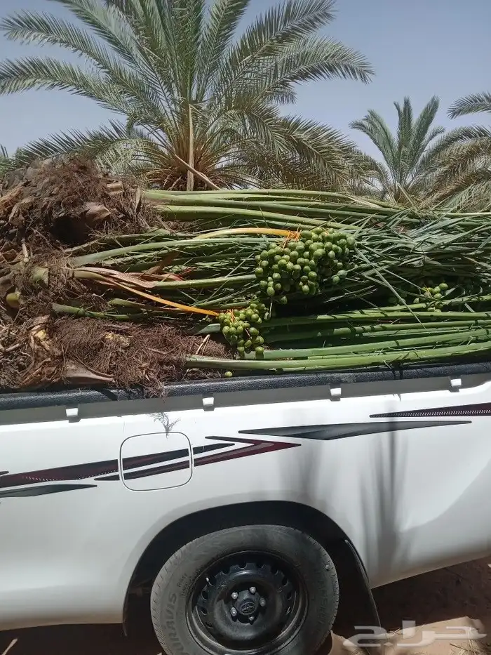 فسايل النخيل 9