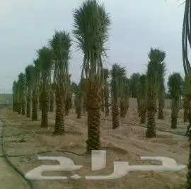 توريد وزراعه النخل وتركيب الشبوك 6