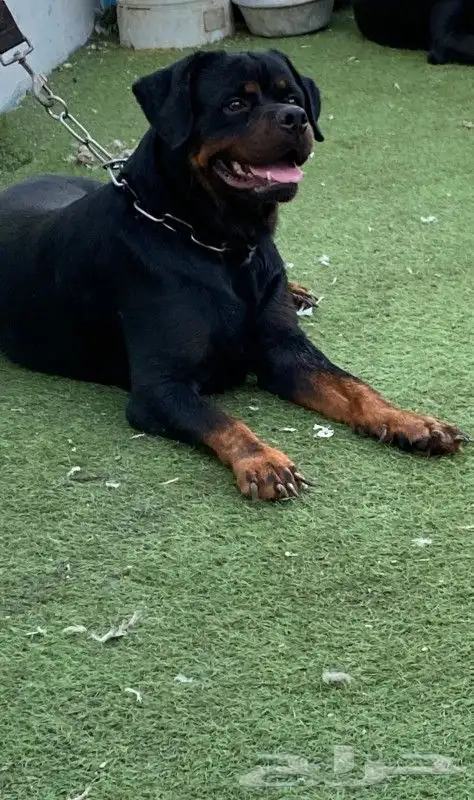 انثى روت وايلر مستوا توب سلالة أبطال عالم 4