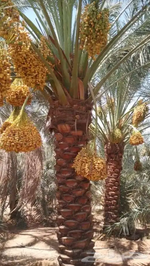 توريد وزراعه النخل وتركيب الشبوك 3