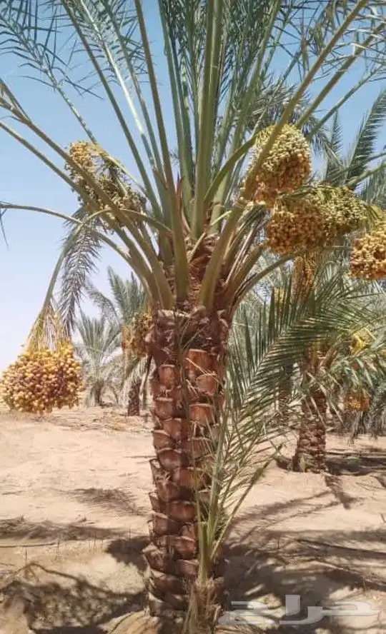 توريد وزراعه النخل وتركيب الشبوك 5
