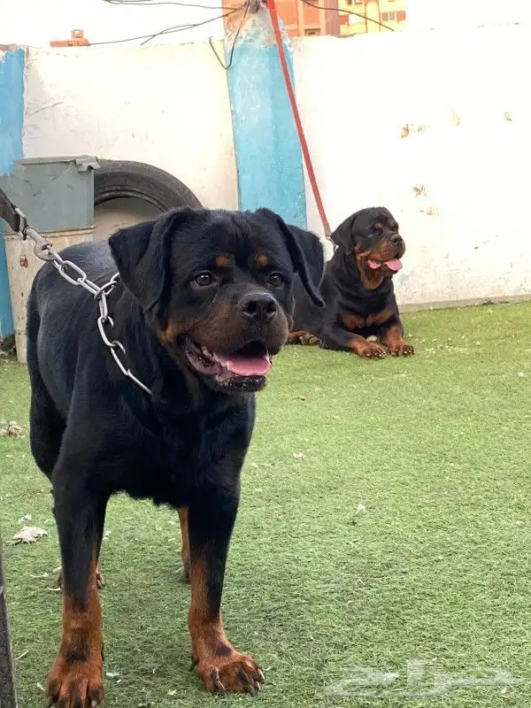 انثى روت وايلر مستوا توب سلالة أبطال عالم 3