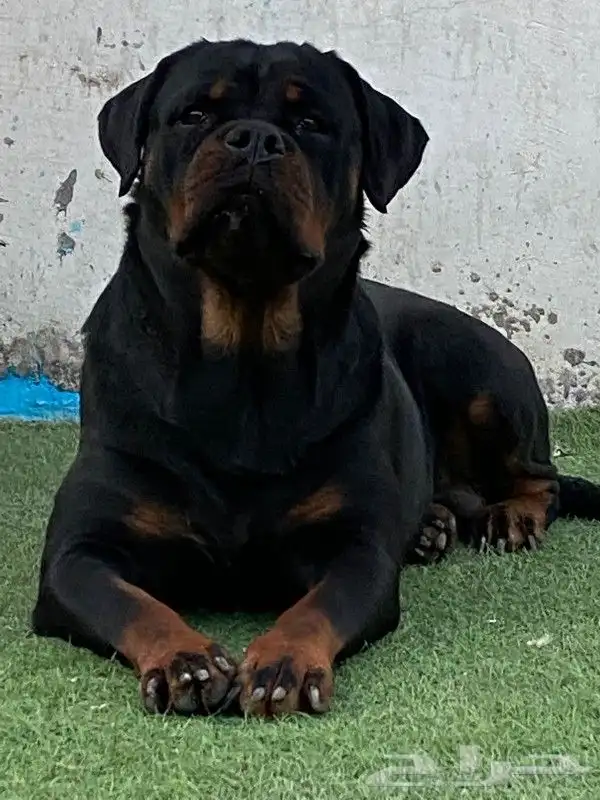 انثى روت وايلر مستوا توب سلالة أبطال عالم 2