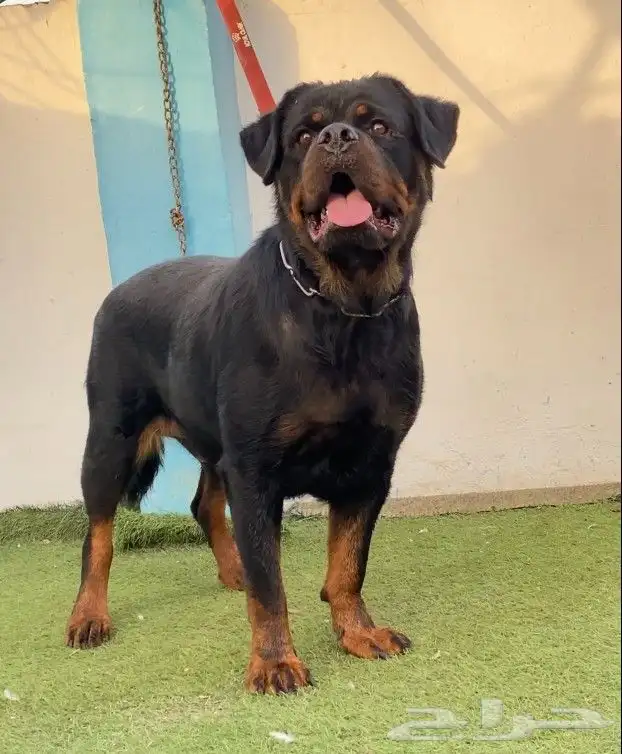 انثى روت وايلر مستوا توب سلالة أبطال عالم 0