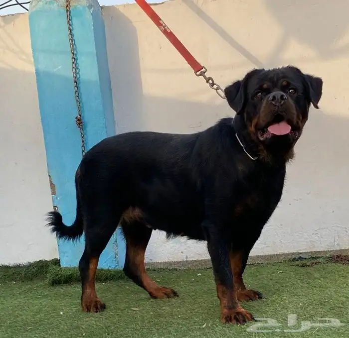 انثى روت وايلر مستوا توب سلالة أبطال عالم 1