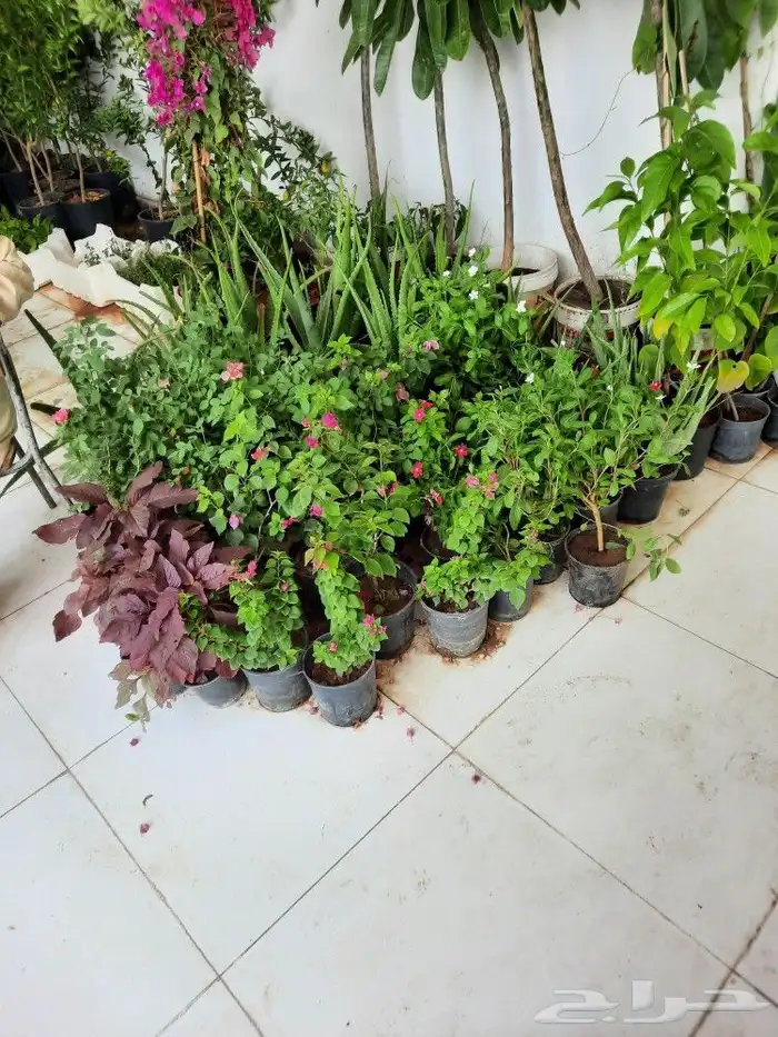 اشجار زينه 6