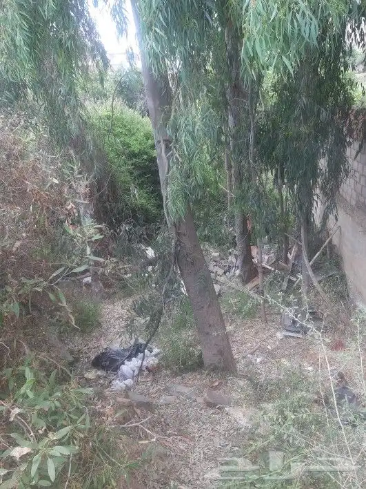 مطلوب قطع اشجار 3