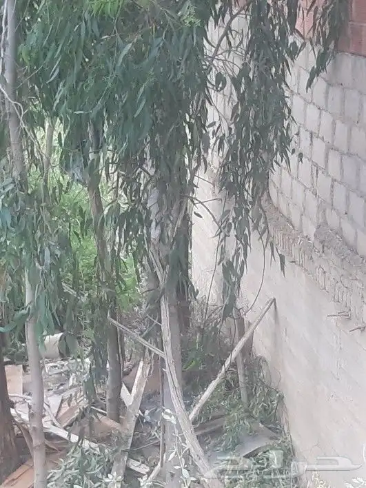 مطلوب قطع اشجار 2