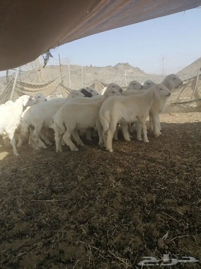 ذبايح طليان وتيوس مع امكانيه الذبح وتوصيل 5