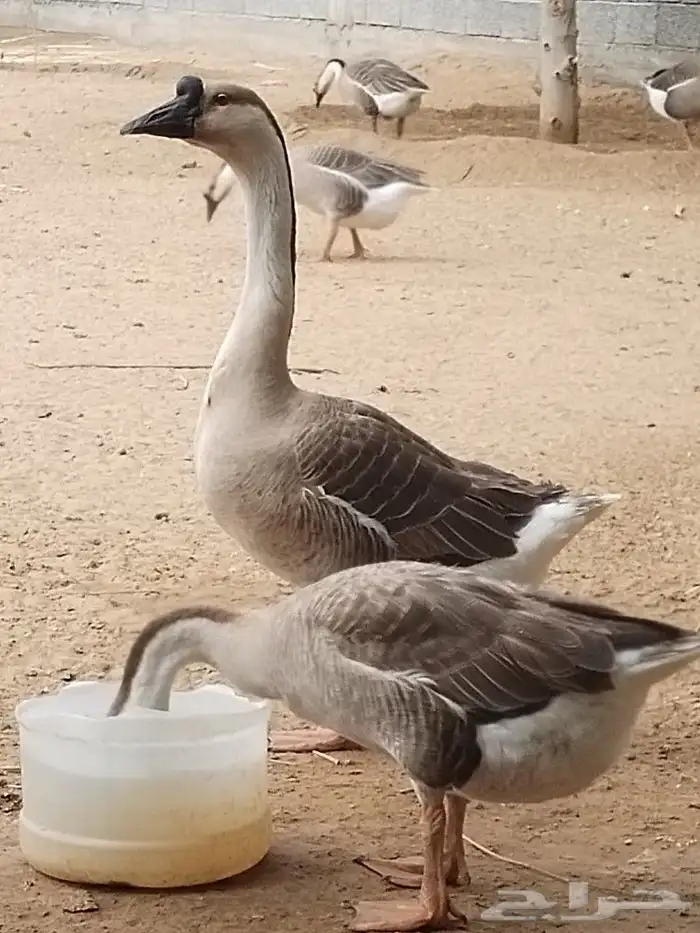 للبيع وز عراقي اصيل الكوبرا 0