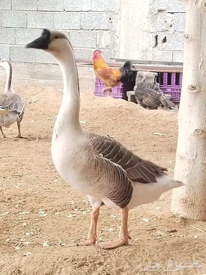 للبيع وز عراقي اصيل الكوبرا 1