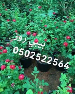جميع شتلات الأشجار والعطريات مع التوصيل 12