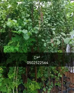 جميع شتلات الأشجار والعطريات مع التوصيل 8