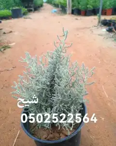 جميع شتلات الأشجار والعطريات مع التوصيل 18