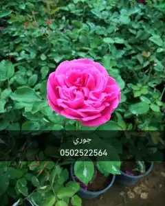 جميع شتلات الأشجار والعطريات مع التوصيل 5