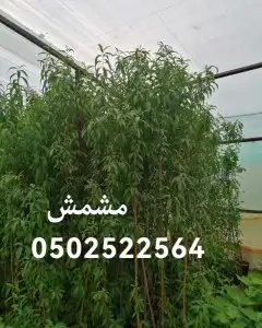 جميع شتلات الأشجار والعطريات مع التوصيل 10