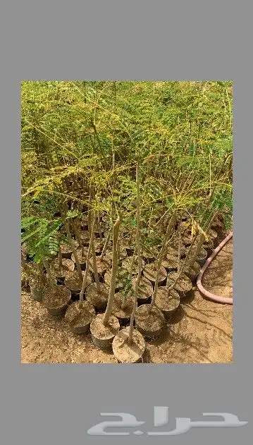 توريد جميع الأشجار بأفضل الأسعار 0