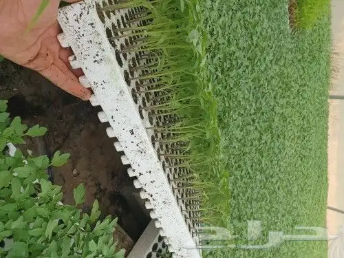 مشتل الصالحيه لنبات البذور 0