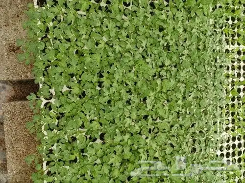 مشتل الصالحيه لنبات البذور 1