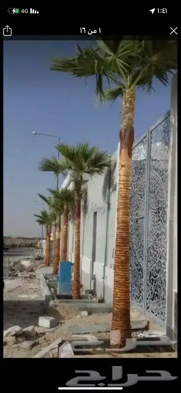 نخيل وشنطني زينه واشجار لزراعه 2