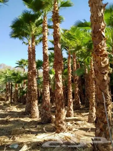 نخيل وشنطني زينه واشجار لزراعه 4