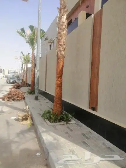 نخيل وشنطني زينه واشجار لزراعه 7