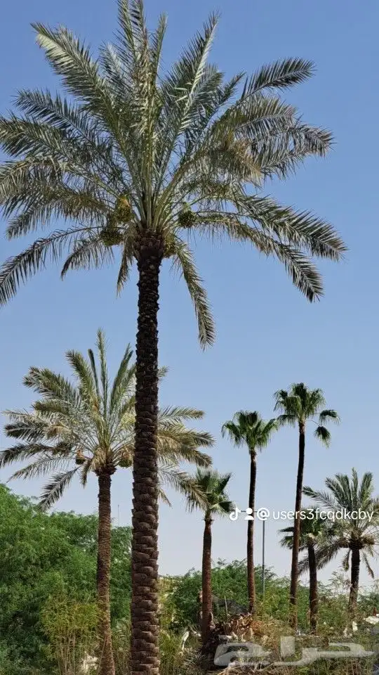 نخيل وشنطني زينه واشجار لزراعه 6