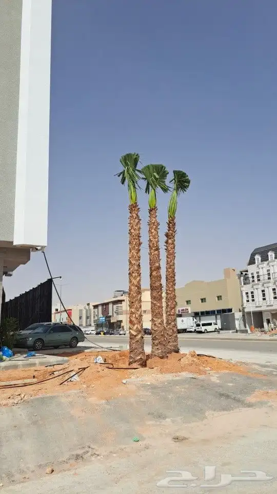 نخيل وشنطني زينه واشجار لزراعه 0