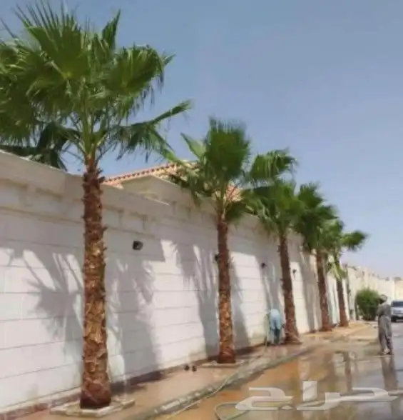 نخيل وشنطني زينه واشجار لزراعه 3