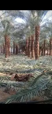 توريد اشجار زيتون واسدر البلدي 0