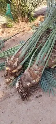 تركيب شبوك 10