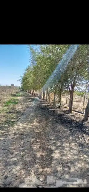 توريد اشجار زيتون واسدر البلدي 2