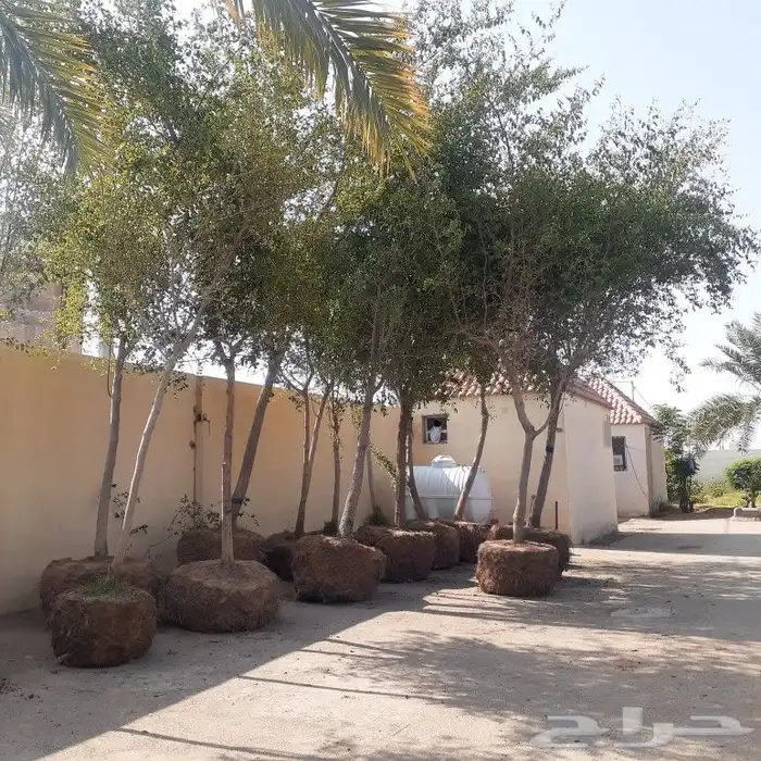 توريد اشجار زيتون واسدر البلدي 4