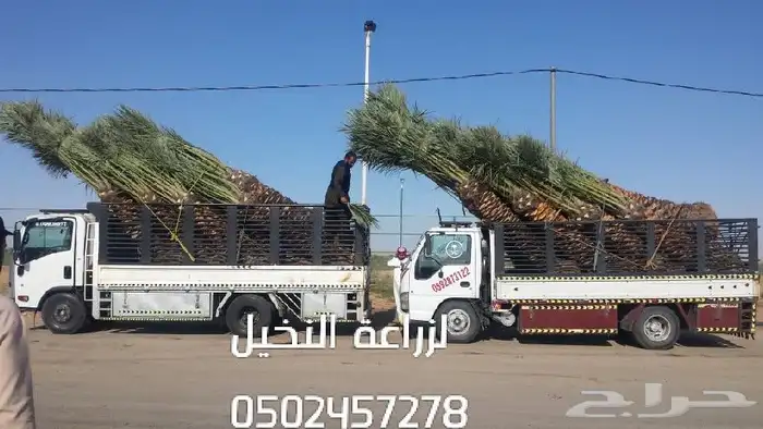 تركيب شبوك 7