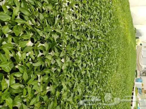 مشتل الصالحيه لنبات البذور 3