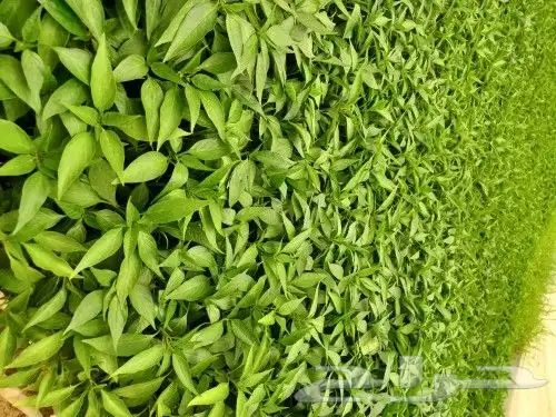 مشتل الصالحيه لنبات البذور 2