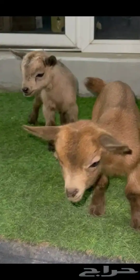 ماعز قزمي تشيكي اناثي عناق جفرات عمر اسبوع 1