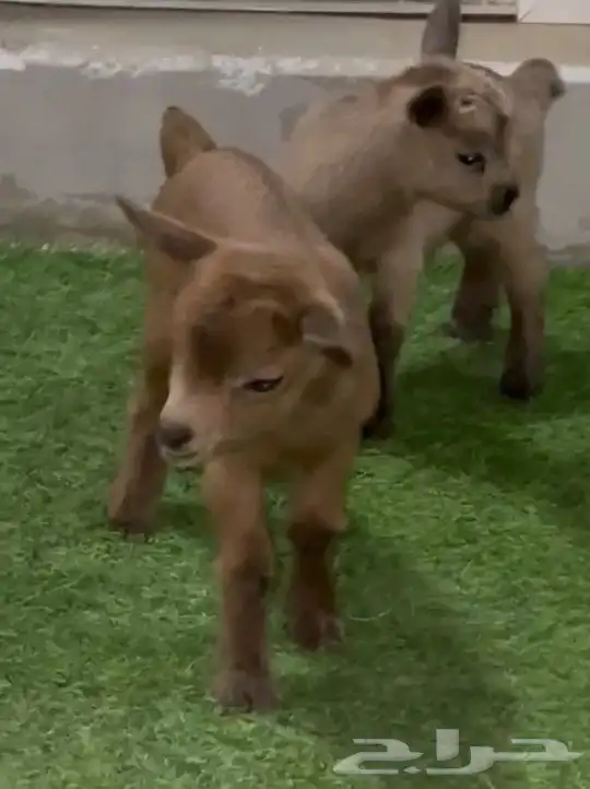 ماعز قزمي تشيكي اناثي عناق جفرات عمر اسبوع 0