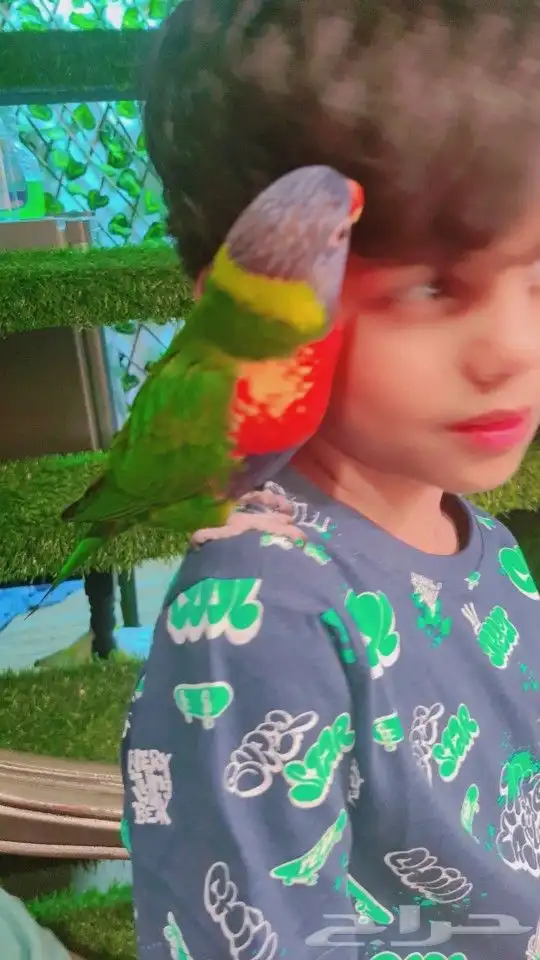 لوري اليف جدا جدا جدا متكلم (((تم البيع ))) 20