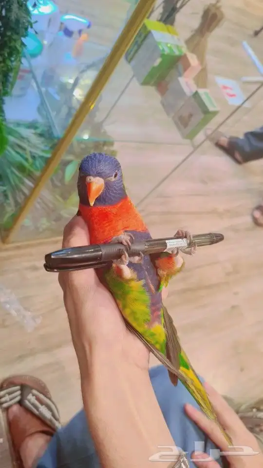 لوري اليف جدا جدا جدا متكلم (((تم البيع ))) 2